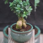 FICUS BONSAI IN CERAMIC POT