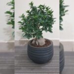 FICUS BONSAI POTTED - 60 CM TOTAL HEIGHT