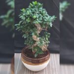 FICUS BONSAI S SHAPE IN CERAMIC POT