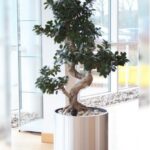 FICUS ZIGZAG IN STEEL POT - TOTAL HEIGHT 90 CM