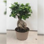 FICUS MICROCARPA BONSAI