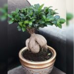 FICUS MICROCARPA BONSAI