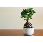 FICUS BONSAI POTTED- 40 CM TOTAL HEIGHT