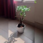 FICUS NITIDA BONSAI 60 CM HEIGHT IN WHITE / GREY POT