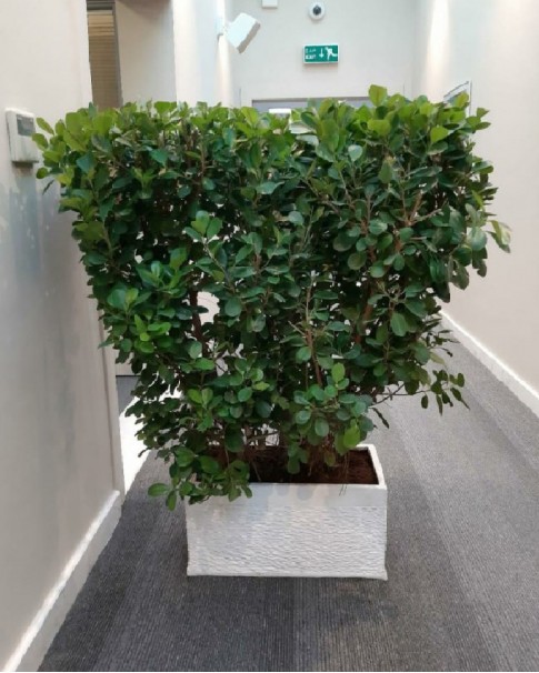 FICUS PANDA SHAPED IN RECTANGLE POT - Botanyca.ae