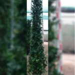 FICUS TREE - 2 M HEIGHT