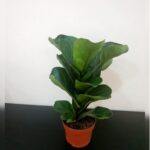 FIDDLE FIG 35CM