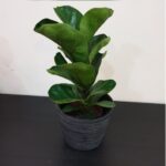 FIDDLE FIG 30CM HEIGHT IN TERRA COTA POT - ASSORTED COLOR