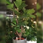 FIDDLE FIG BRANCHED IN STEEL POT - 100 CM TOTAL HEIGHT