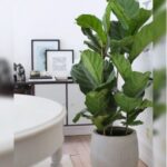 PREMIUM FIDDLE FIG - FICUS LYRATA POTTED - 110 CM TOTAL HEIGHT