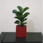 FIDDLE FIG IN ASSORTED POT 75 CM TOTAL HEIGHT