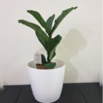 FIDDLE FIG IN PLASTIC POT ASSORTED - 75 CM HEIGHT