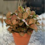 FITTONIA