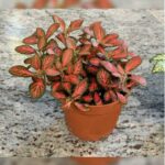 FITTONIA