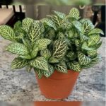 FITTONIA
