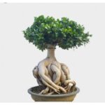 FICUS GINSENG BONSAI - 50 CM HEIGHT