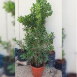 FICUS PANDA 2 MTR HEIGHT.