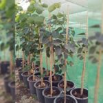 FICUS RELIGIOSA (PEEPAL TREE)