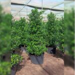 FICUS TREE , 2.5 METER