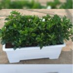 GARDENIA - 3 NOS IN RECTANGLE POT