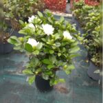 GARDENIA 30 CM