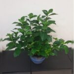 GARDENIA OUTDOOR IN CERAMIC POT. 70 CM TOTAL HEIGHT.