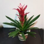 GUZMANIA IN CLAY POT.