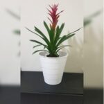 GUZMANIA POTTED