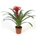 GUZMANIA RED