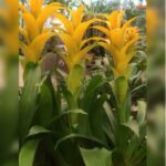 GUZMANIA YELLOW 50 CM