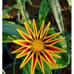 GAZANIA RIGENS SEED