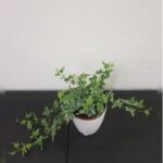 HEDERA POTTED. 22 CM HEIGHT