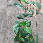 HIBISCUS DOUBLE PETALLED