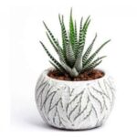 HOWARTHIA - SMALL SUCCULENT POTTED - 18 CM HEIGHT