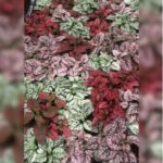 FITTONIA SMALL MIXED COLOURS