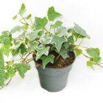 HEDERA HELIX VARIEGATED