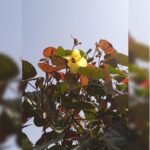 HIBISCUS TILIACEUS RUBRA - WITH YELLOW FLOWERS - HEIGHT 2 TO 3 MTR