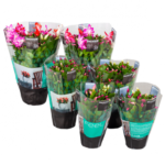 SCHLUMBERGERA MIX COLOURS / EACH QAR 35
