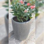 IXORA IN CERAMIC POT