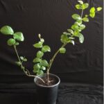 JASMINE 60 CM TOTAL HT