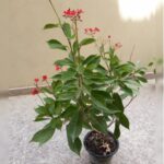 JATROPHA 70 - 80 CM HEIGHT