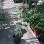 JATROPHA SINGLE STEM