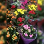 KALANCHOE MIXED COLORS / EACH