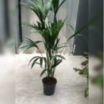 KENTIA PALM 150 CM HEIGHT