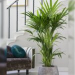 KENTIA POTTED IN SIMILAR POT . 100 CM HEIGHT