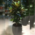 KROTON IN FIBRE POT- TOTAL HEIGHT 160 CM