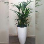 KENTIA PALM IN FIBER PLANTER