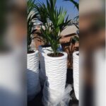 BIG KENTIA PALM 150 CM POTTED IN 75 CM FIBER PLANTER - TOTAL HEIGHT 175 CM.