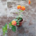 LANTANA CRIMSON 12 CM POT - SMALL