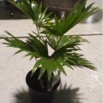 LIVISTONA SMALL- HEIGHT 60 CM